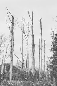 Bare trees against clear sky