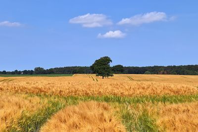 Scenic view of agricultural field against sky