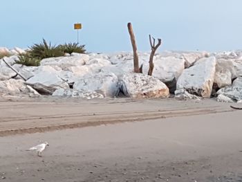 View of birds on beach