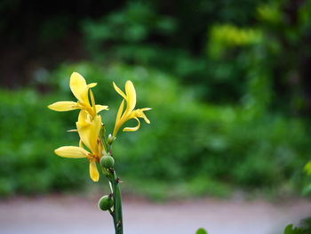 Close-up of yellow flowering plant on field