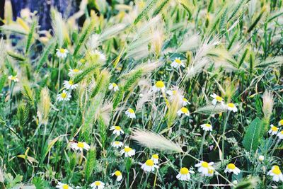 Close-up of flowering plants on land