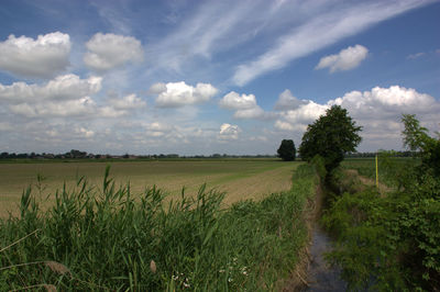 Scenic view of agricultural field against sky