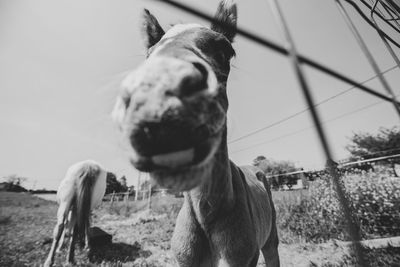 View of a horse against the sky