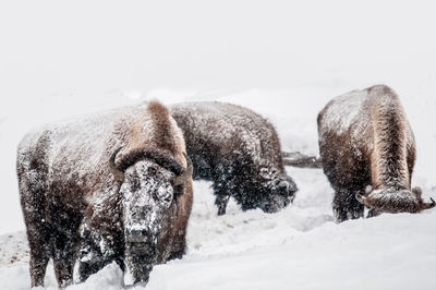 Bison on field during winter