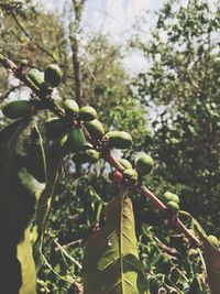 Close-up of leaves on tree