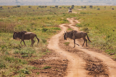 Wildebeest on a field