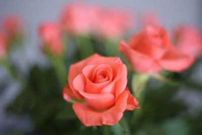 Close-up of pink rose