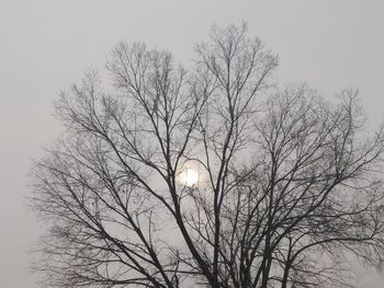 Low angle view of silhouette bare tree against sky