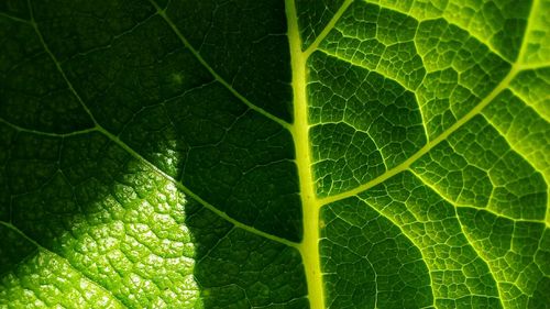 Full frame shot of green leaves