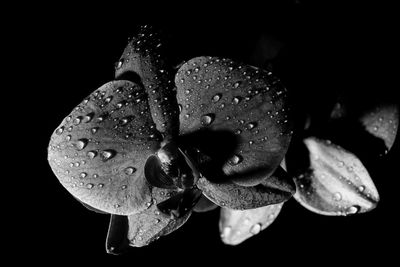 Close-up of water drops on flower against black background