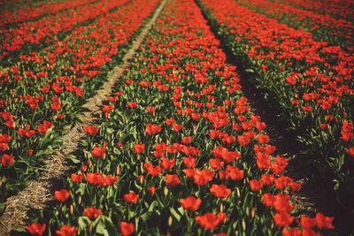 Close-up of flowers growing in field