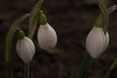 Close-up of plants