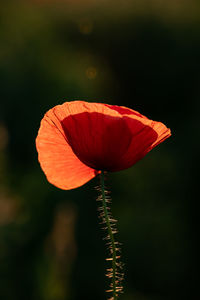 Close-up of red poppy