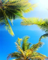 Low angle view of palm tree against blue sky