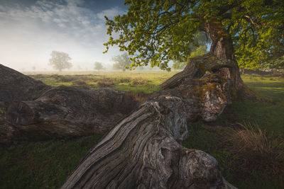 Trees on field against sky