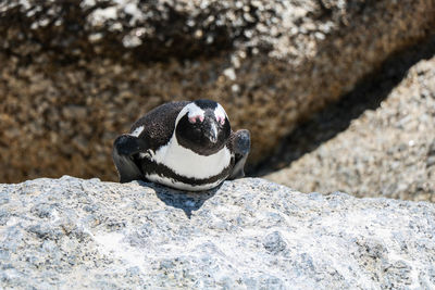 Penguin on rock