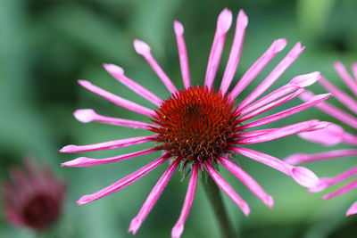 Close-up of pink flower