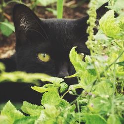 Close-up of black cat