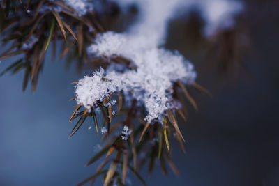 Winter nature details in countryside. juniper tree prickly branches in snow