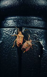 Close-up of dry leaf on metal wall