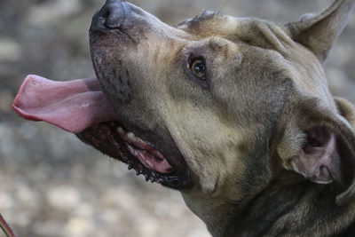 Close-up of a dog