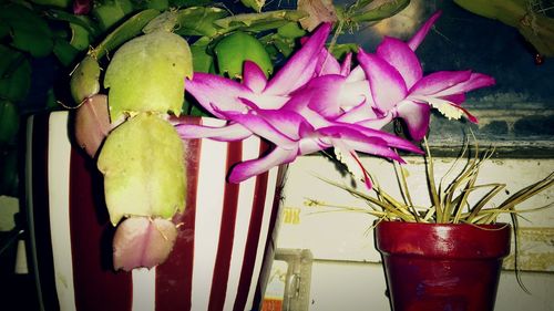 Close-up of pink flowers floating on water