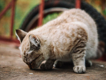 Close-up of cat relaxing on wood