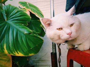 Close-up of a cat