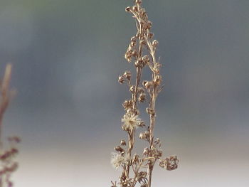 Close-up of plant