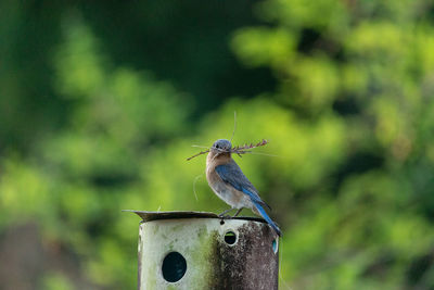 Nesting eastern bluebird sialia sialis with twigs in its beak on a birdhouse in naples, florida.