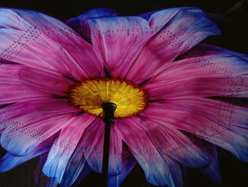 Close-up of fresh flower blooming outdoors