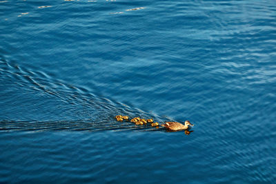 High angle view of bird family swimming in sea