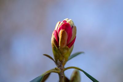 Close-up of red rose flower bud