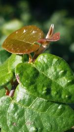 Close-up of insect perching on leaf