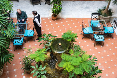 High angle view of fountain amidst potted plants in back yard