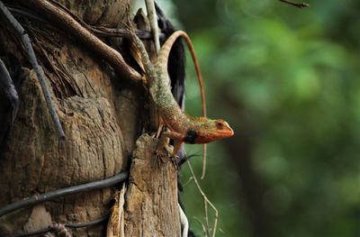 Close-up of squirrel on tree trunk