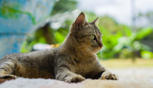 Close-up of cat sitting outdoors