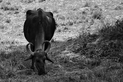 Horse grazing in field