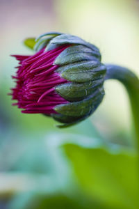 Close-up of purple flowering plant