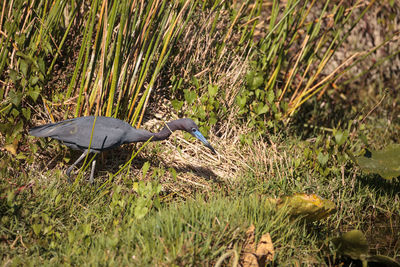 View of bird on field