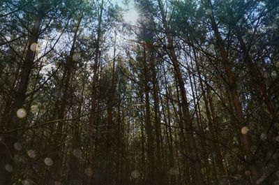 Low angle view of trees in forest