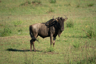 Blue wildebeest stands casting shadow on savannah