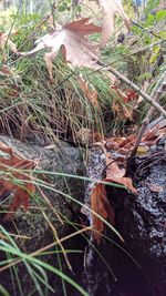High angle view of dry leaves on field