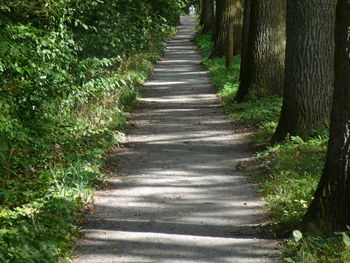 Narrow pathway along trees in forest