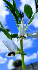 Close-up of white flowering plant