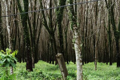 View of trees in forest