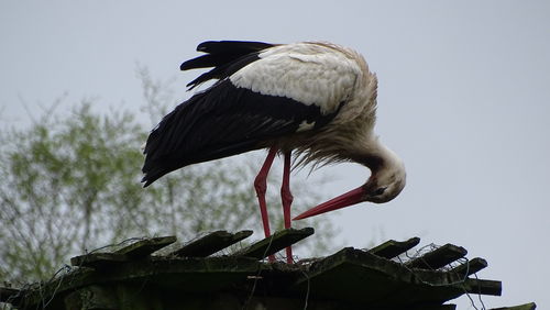bird