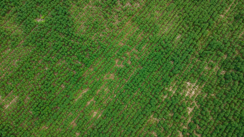 Full frame shot of green grass