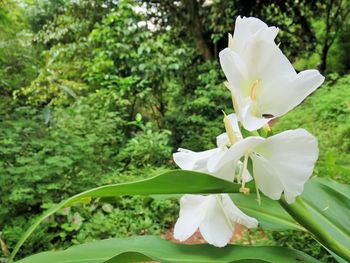 Close-up of white day lily blooming in park