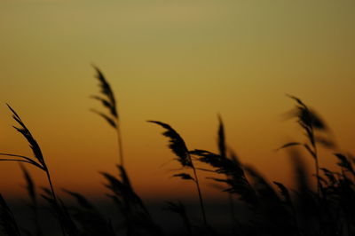 Silhouette of grass growing on field
